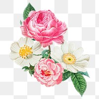 Beautiful flower png sticker, botanical transparent background