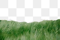 Green grass png ripped paper border, transparent background