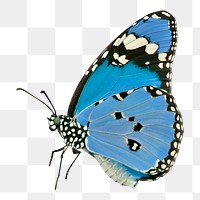 Butterfly png sticker, blue illustration, transparent background