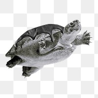 Sea turtle png sticker, oil spill, transparent background