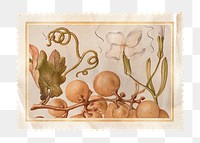 Vintage botanical stamp png sticker transparent background