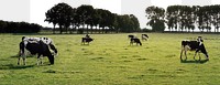 Cattle png border, cow grazing, transparent background