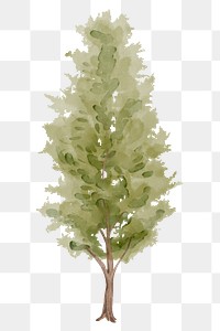 Birch tree png, watercolor plant collage element, transparent background