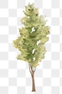 Watercolor tree png, spring nature collage element, transparent background