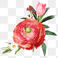 PNG watercolor red ranunculus, flower arrangement collage element, transparent background