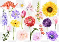 Flower png, watercolor collage element set on transparent background