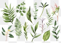 PNG watercolor leaves sticker, nature collage element set on transparent background