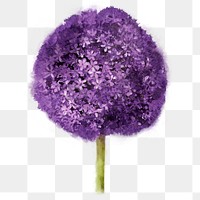 Purple flower png, gladiator allium collage element, transparent background