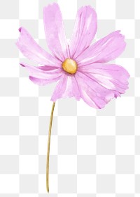 PNG pink cosmos, watercolor flower collage element, transparent background