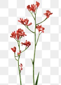 Red flower png, watercolor anigozanthos collage element, transparent background