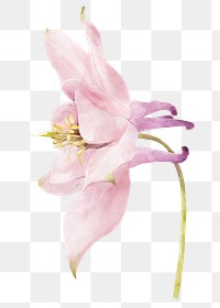 PNG pink columbine flower, spring collage element, transparent background