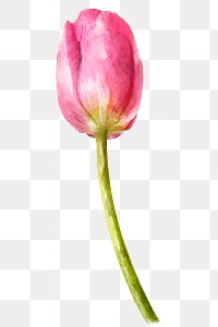 PNG watercolor pink tulip, flower collage element, transparent background