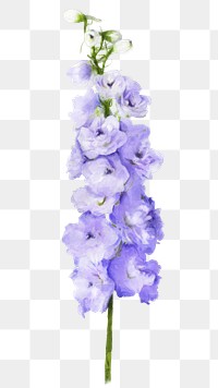 Purple delphinium png, watercolor flower collage element, transparent background