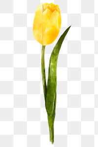 Watercolor flower png, yellow tulip collage element, transparent background