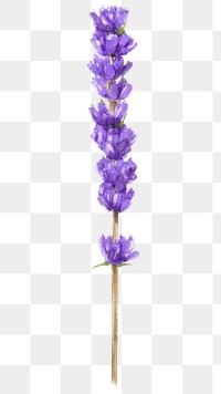 Watercolor lavender png, purple flower collage element, transparent background