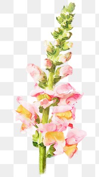 PNG pink snapdragon flower, spring collage element, transparent background