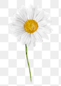 White daisy png, watercolor flower collage element, transparent background