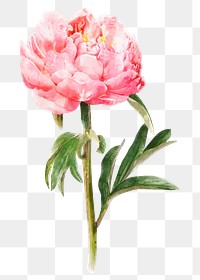 Pink peony png, watercolor flower collage element, transparent background