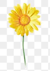 PNG watercolor yellow daisy, flower collage element, transparent background