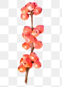 PNG watercolor red winterberry, plant collage element, transparent background