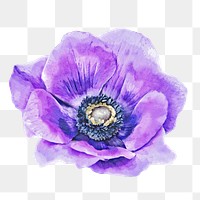 PNG watercolor purple anemone flower, transparent background