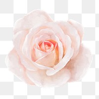 Pink rose png, watercolor flower collage element, transparent background