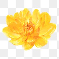 Yellow flower png, waterlily dahlia collage element, transparent background