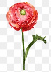 Red ranunculus png, watercolor flower collage element, transparent background