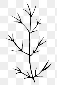 Silhouette leaf png, cedar branch, transparent background