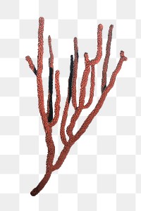 Red png sea coral sticker, marine life image, transparent background