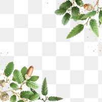 Acorn pattern frame png oak branches hand drawn