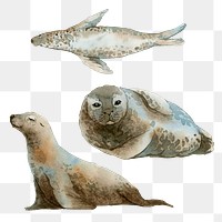 Watercolor painted seal transparent png