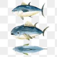 Watercolor painted tuna transparent png