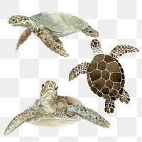Watercolor painted sea turtle transparent png