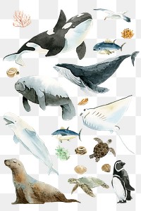 Watercolor painted aquatic animals collection transparent png