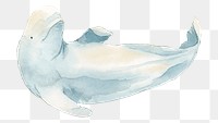 Watercolor painted beluga whale transparent png