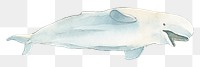 Watercolor painted beluga whale transparent png