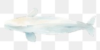 Watercolor painted beluga whale transparent png
