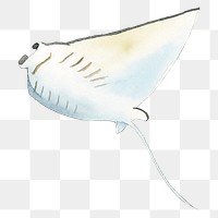 Watercolor painted manta ray transparent png