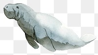 Watercolor painted dugong transparent png