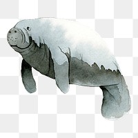 Watercolor painted dugong transparent png