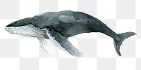 Watercolor painted humpback whale transparent png