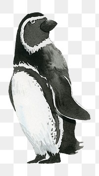 Watercolor painted penguin transparent png