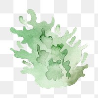 Watercolor painted seaweed transparent png