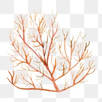 Watercolor painted underwater plant transparent png