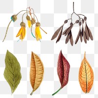 Mixed flowers and leaves set transparent png