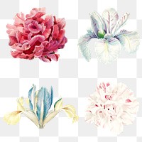 Blooming colorful flower set transparent png
