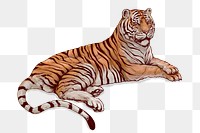 Hand drawn lying tiger overlay