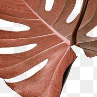 Copper monstera leaf design element