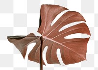 Copper monstera leaf design resource